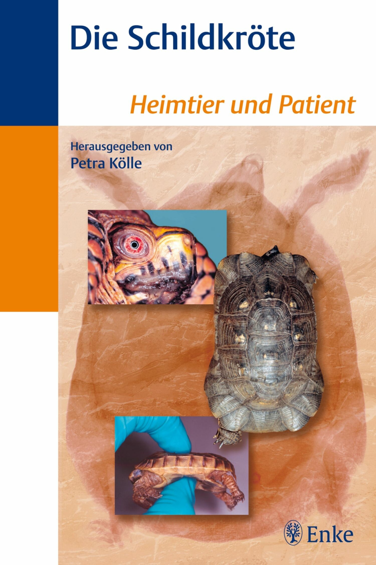 Cover Die Schildkröte