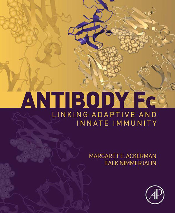 Antibody Fc: