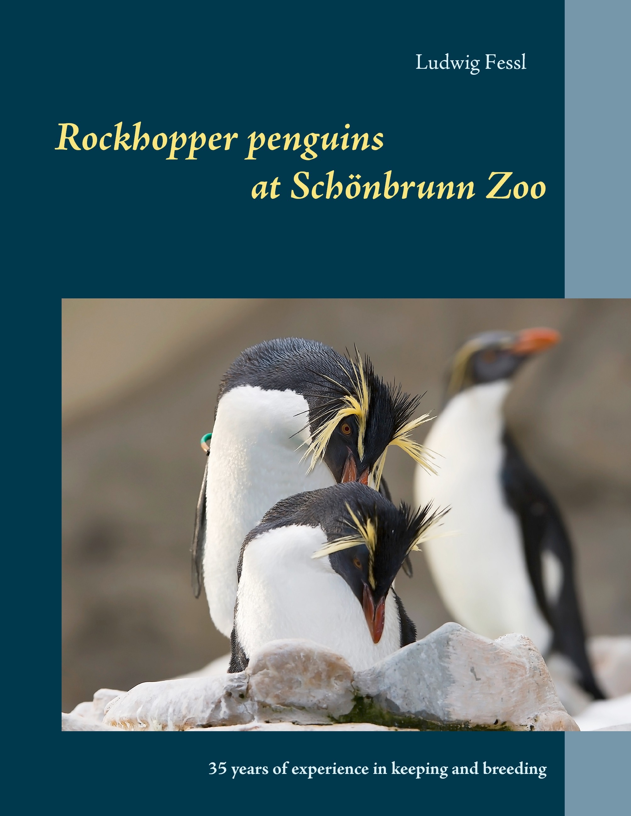 Rockhopper penguins at Schönbrunn Zoo