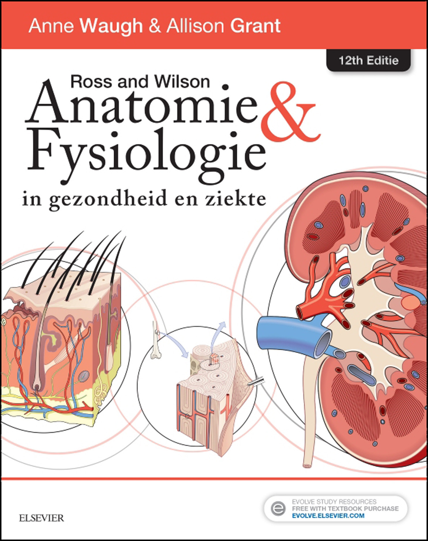 Ross and Wilson Anatomie en Fysiologie in gezondheid en ziekte - E-Book