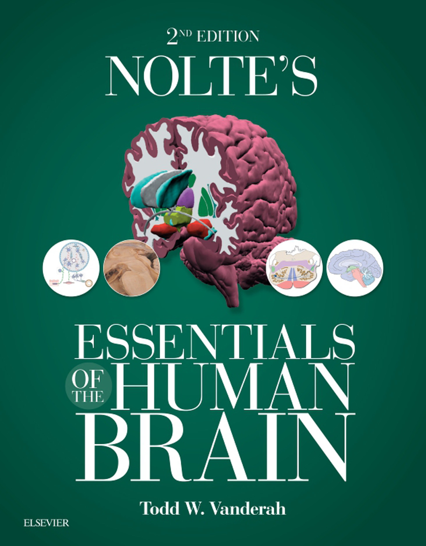 Cover Nolte's Essentials of the Human Brain E-Book