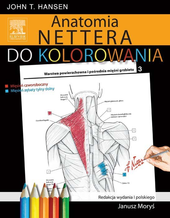 Anatomia Nettera do kolorowania