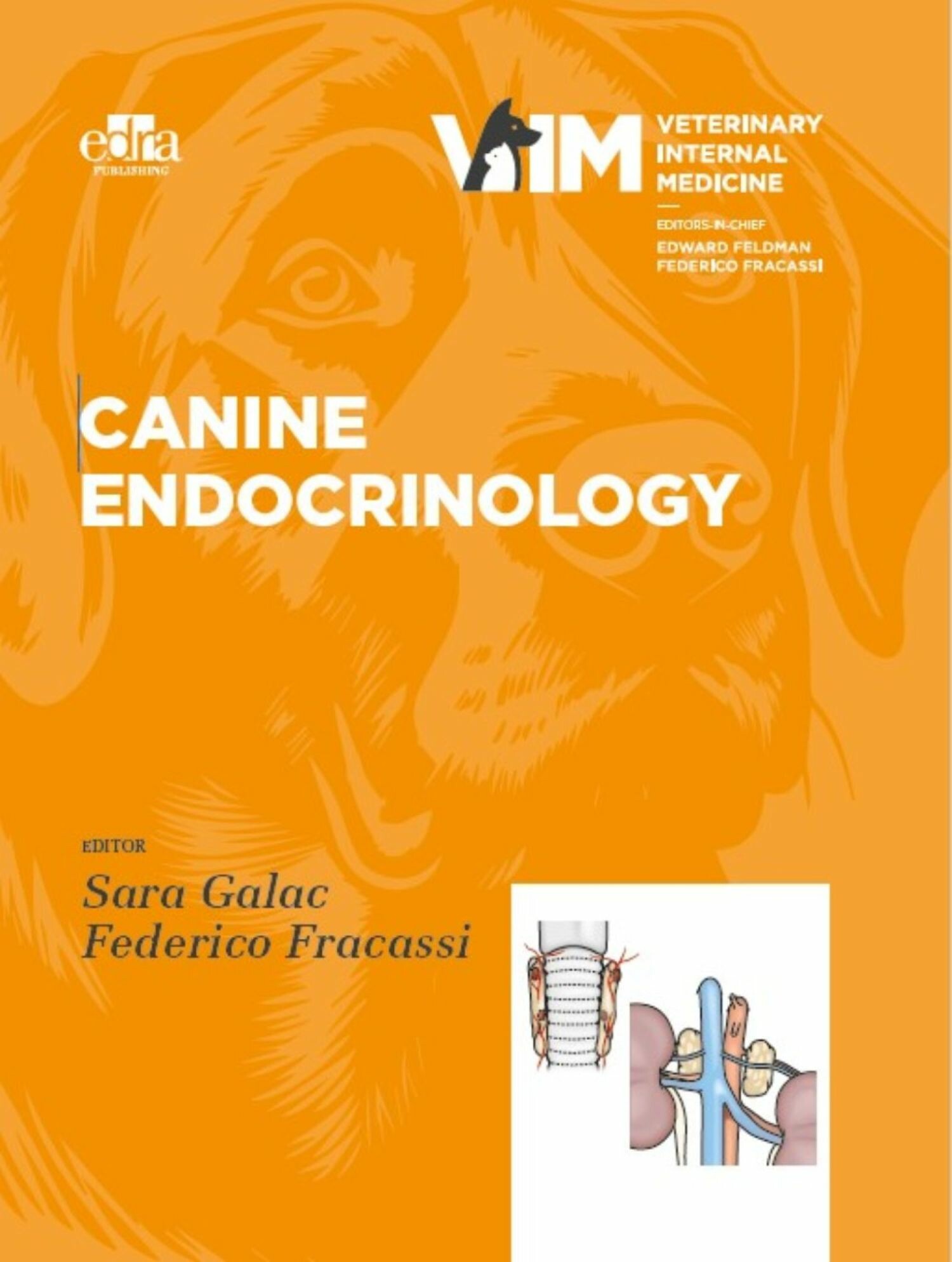 Cover Canine endocrinology