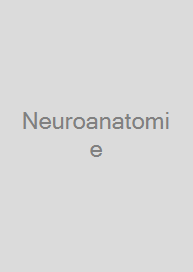 Neuroanatomie