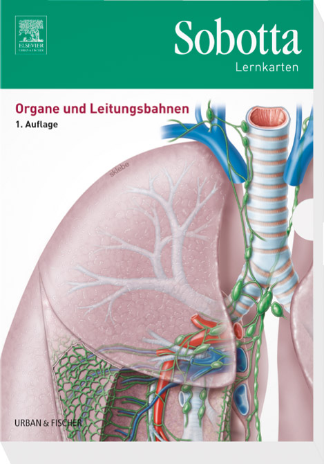 Organe und Leitungsbahnen - Sobotta Lernkarten