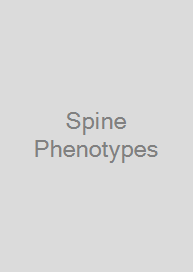 Spine Phenotypes