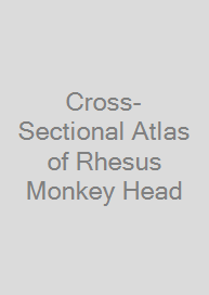 Cross-Sectional Atlas of Rhesus Monkey Head