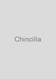 Cover Chincilla