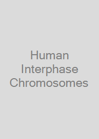 Human Interphase Chromosomes