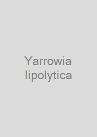 Cover Yarrowia lipolytica