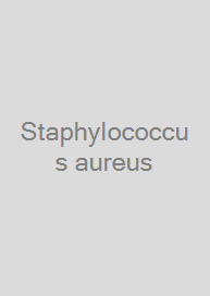 Staphylococcus aureus