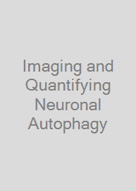 Imaging and Quantifying Neuronal Autophagy