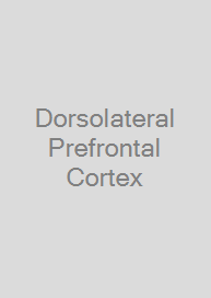 Cover Dorsolateral Prefrontal Cortex