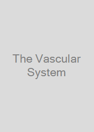 The Vascular System