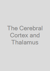 Cover The Cerebral Cortex and Thalamus