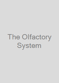 Cover The Olfactory System
