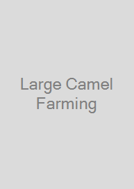 Large Camel Farming