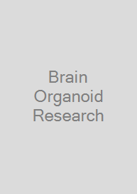 Brain Organoid Research