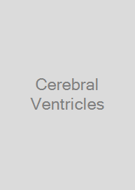 Cerebral Ventricles