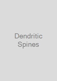 Dendritic Spines