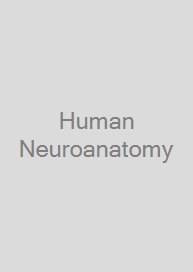 Human Neuroanatomy