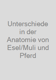 Unterschiede in der Anatomie von Esel/Muli und Pferd