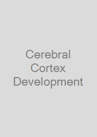 Cerebral Cortex Development
